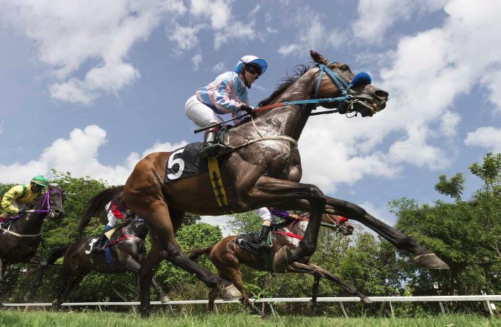 The Role of Track Bias in Horse Racing Betting: Identifying Favorable Conditions