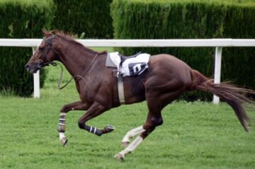 The Benefits of Live Streaming for Mobile Horse Racing Betting